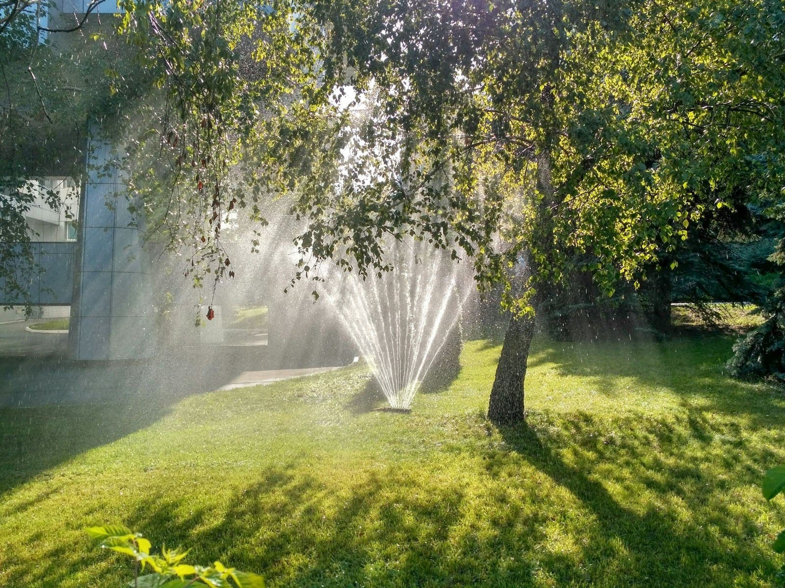 A sprinkler fanning water over a sunlit green lawn
